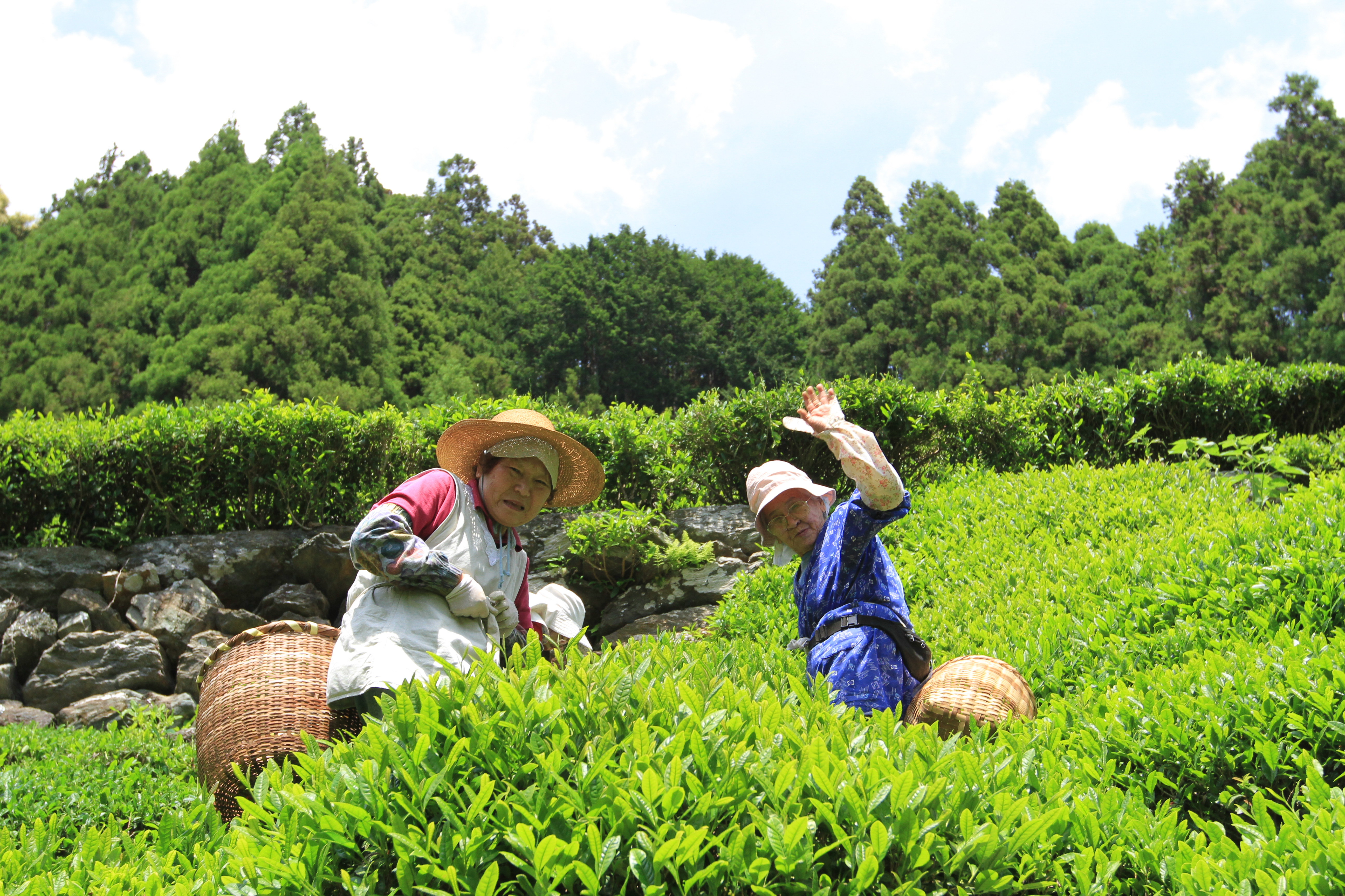 Jardin de thé au Japon