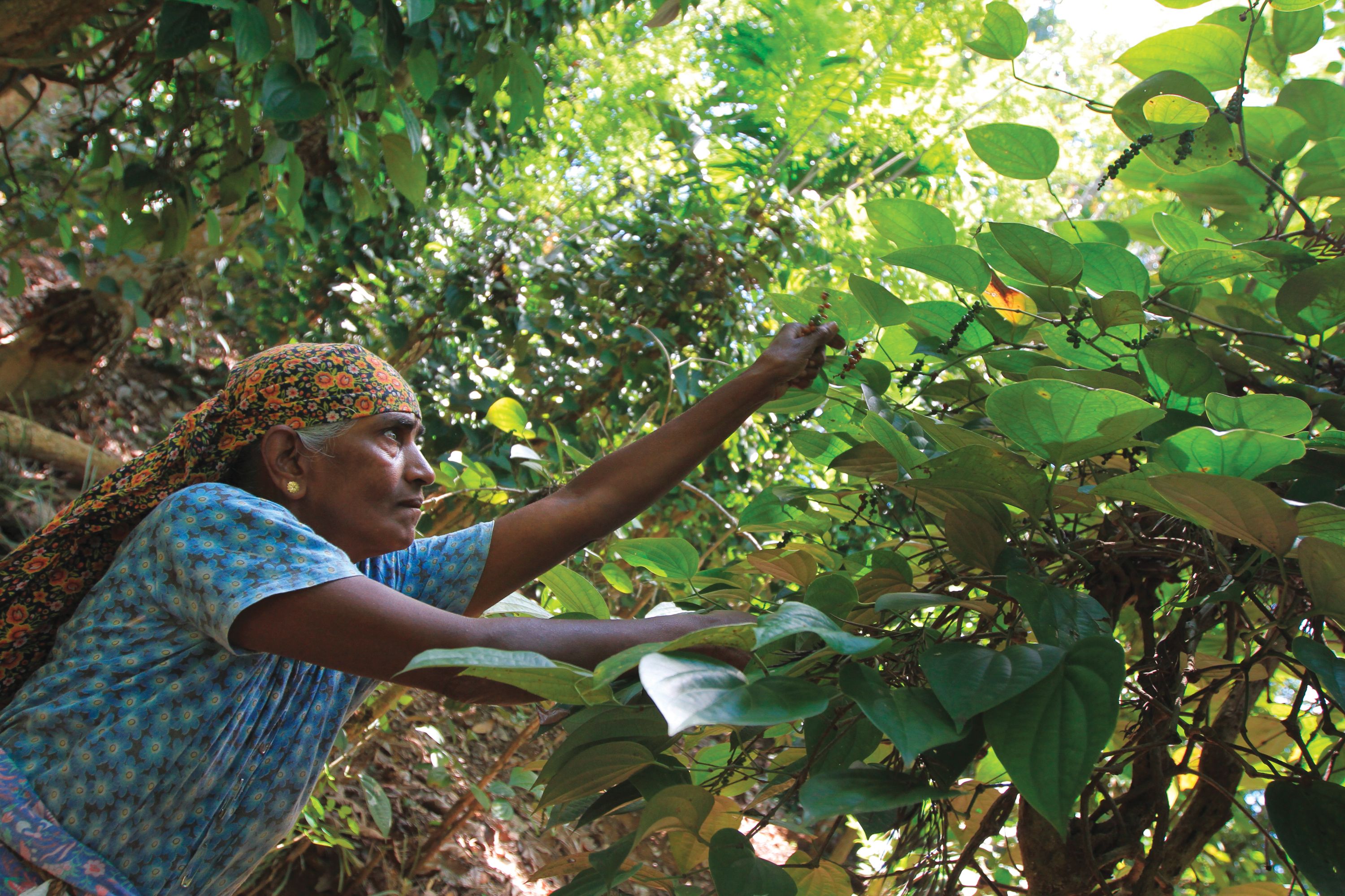 Cueillette du poivre au Sri Lanka