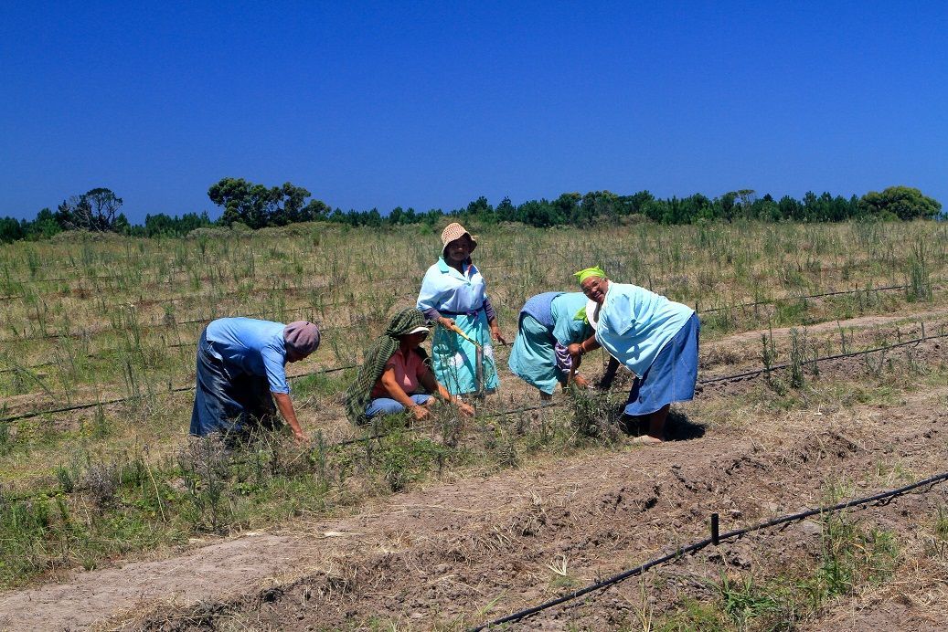 Un groupe de femmes est occupé au désherbage manuel des pieds de honeybush.