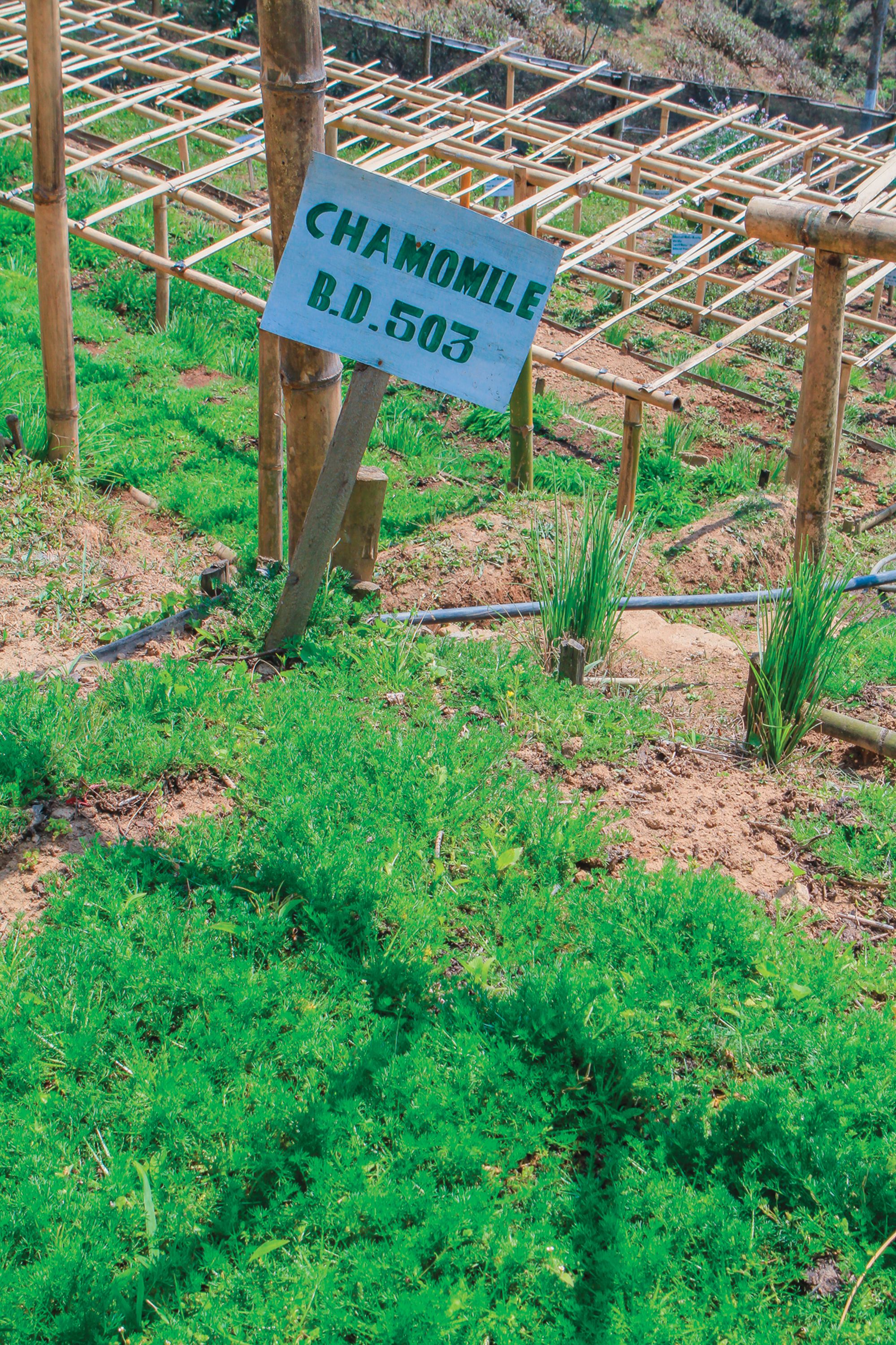 La camomille certifiée Demeter cultivée dans le jardin de Selimbong au Darjeeling 